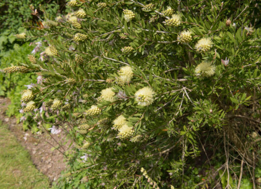 Callistemon 'Moina Formal' Bottlebrush 6" Pot