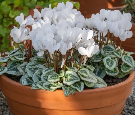 White cyclamen discount