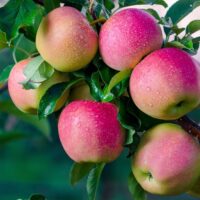 Malus 'Red Fuji' Apple Semi Dwarf (Bare Rooted)