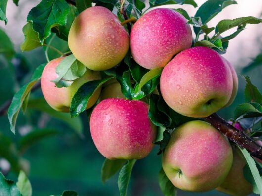 Malus 'Red Fuji' Apple 10" Pot