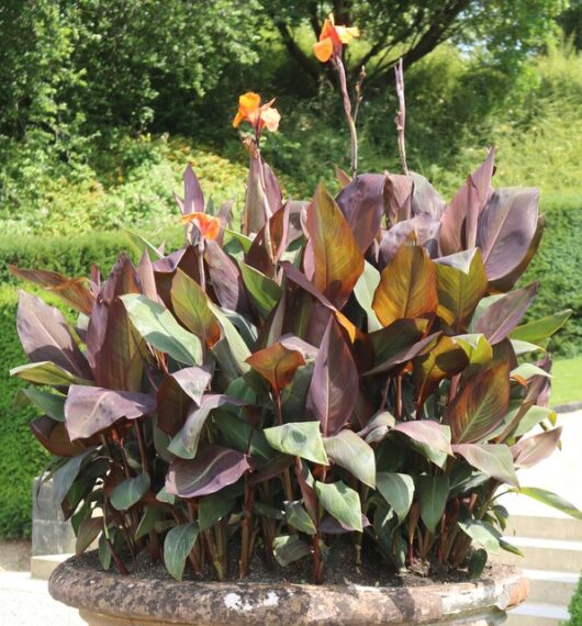 Canna Lily 'Tropicanna' 8" Pot