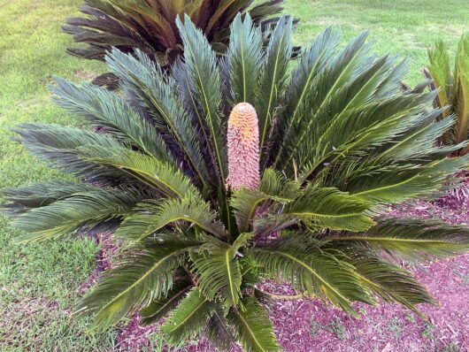 Cycad 'Sago Palm'