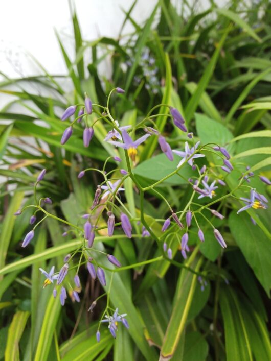 Dianella Little Jess™ 3" Pot (Dwarf Grass) Hello Hello Plants
