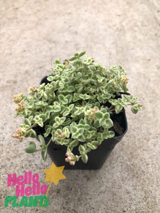 Sedum 'Little Missy Fairy Cushion' 3" Pot