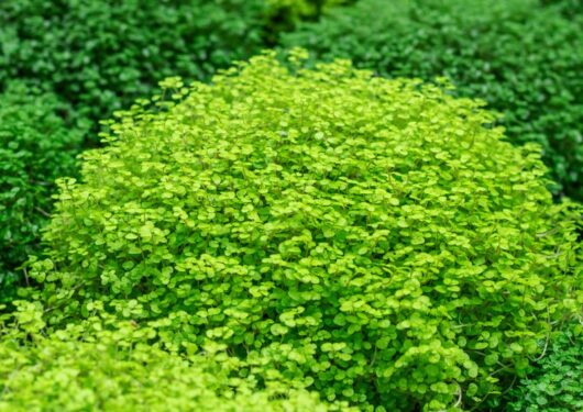 Soleirolia 'Golden Baby's Tears' 3" Pot