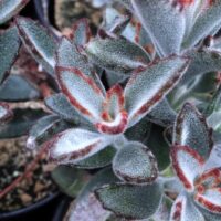 Close-up of fuzzy, green Kalanchoe 'Chocolate Velvet Ears' leaves with reddish-brown edges, thriving in a 15cm pot with visible soil.