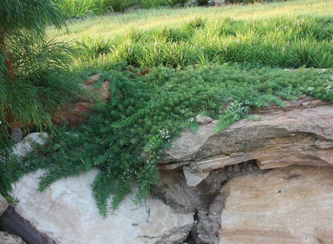 Myoporum Yareena: good low growing and hardy native Australian goundcover