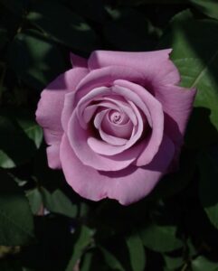 Charles de Gaulle rose purple rose mauve flower fragrant