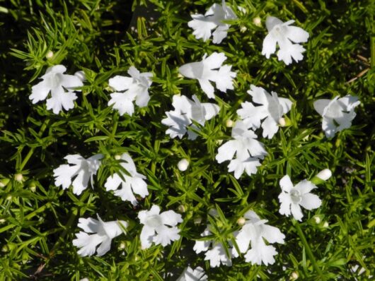 Hemiandra 'Snakebush' 6" Pot