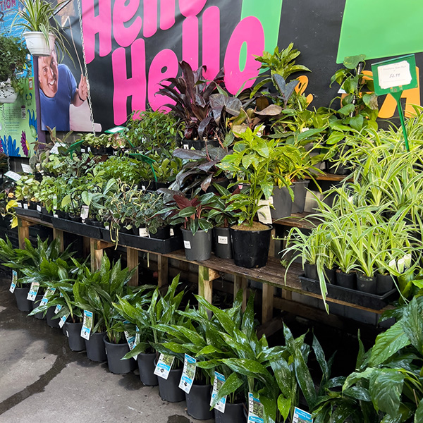 Dozens of varieties of indoor plants at 30% off