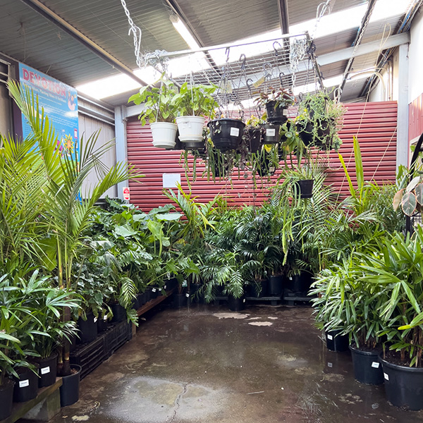 Many palms, hanging indoor plants and philodendron on sale