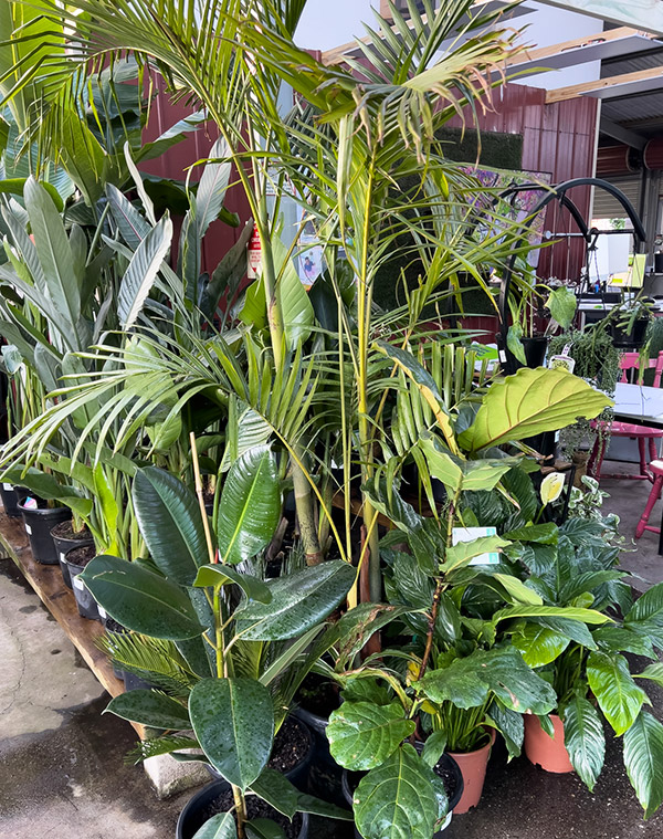Hello Hello Plants Indoor Plant Clearance sale featuring palms, bird of paradise and more