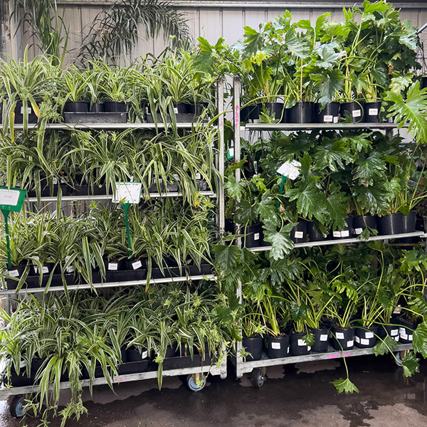 Spider Plants and Philodendron on sale at 30 percent off