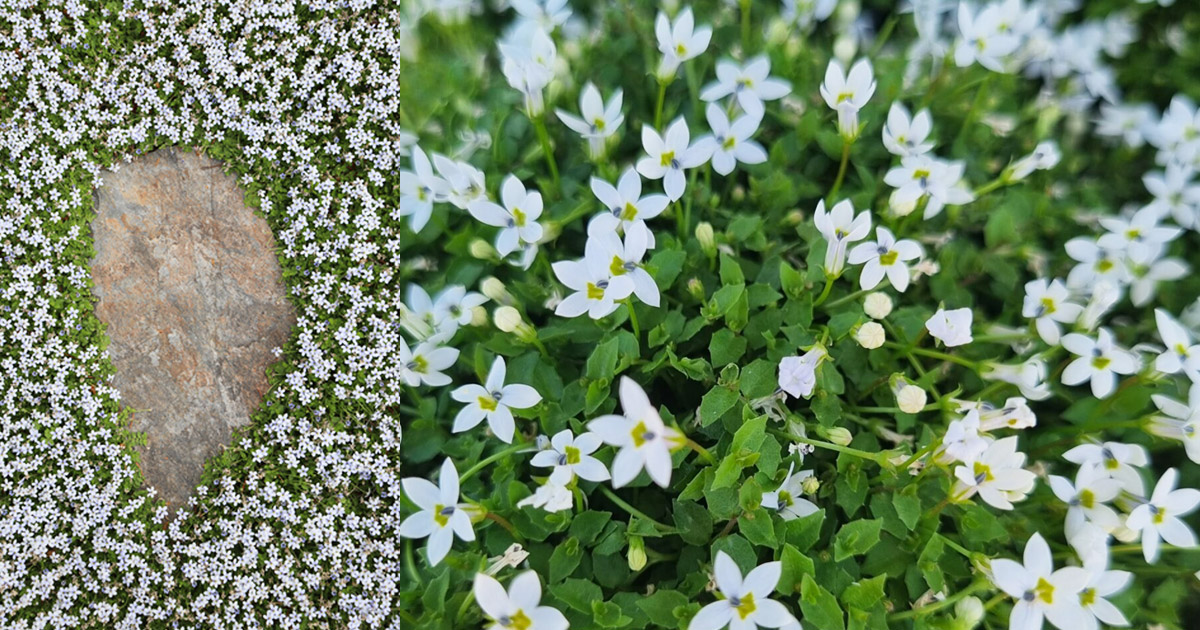 Pratia White Star Creeper groundcover around pavers and closeup