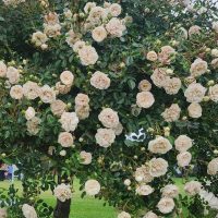rosa shrub rose climber groundcover off white cream coloured roses flowering