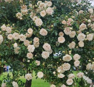 rosa shrub rose climber groundcover off white cream coloured roses flowering