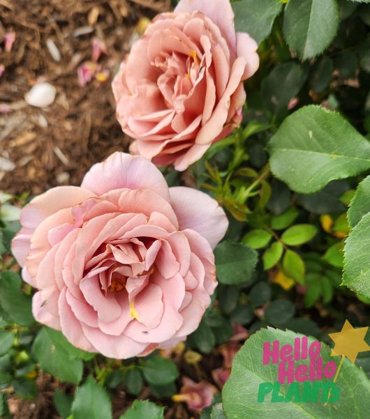 Rose 'Soul Sister'