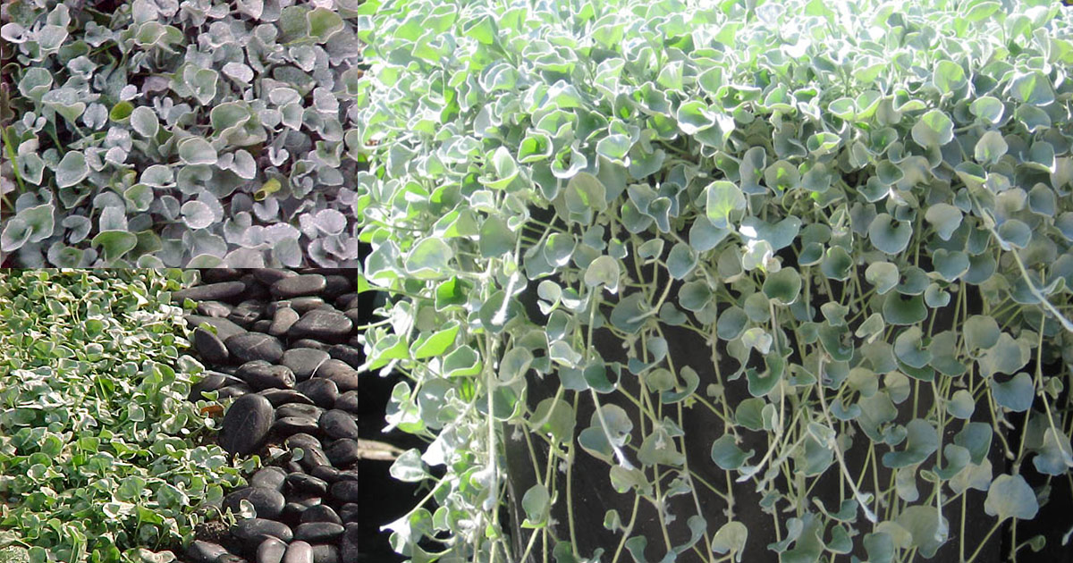 Australian native groundcover and trailing plant, Dichondra Silver Falls