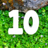 List of the 10 best groundcover plants for Australia