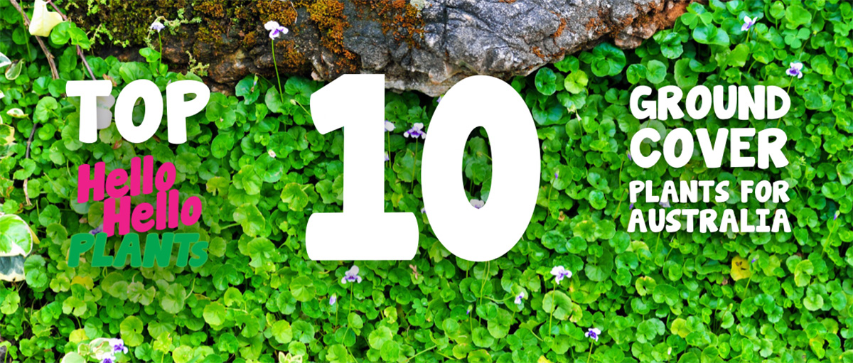 List of the 10 best groundcover plants for Australia