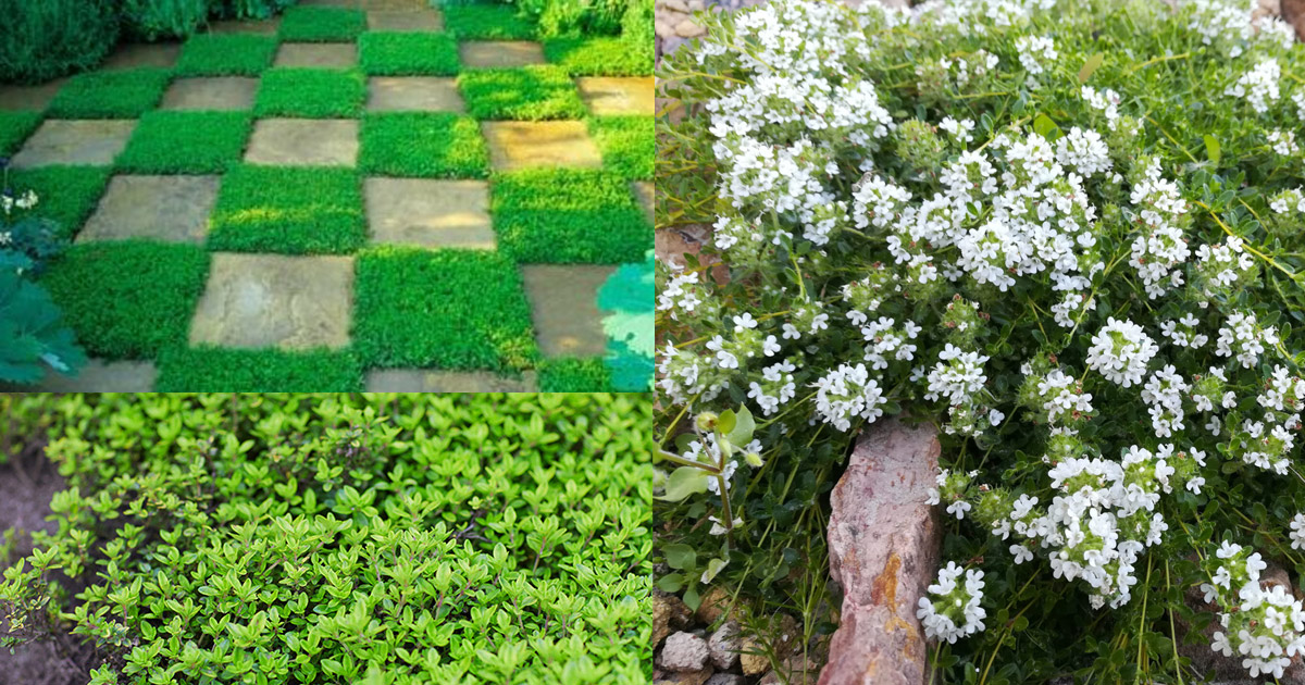 Thymus White Creeping Thyme used as a carpeting groundcover