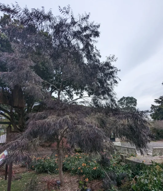 Agonis 'After Dark'