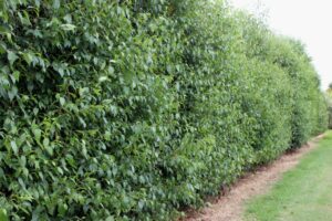 alnus jorullensis toorak gum evergreen alder as a screen