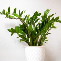 Zanzibar Gem Plant Zamioculcas zamiifolia