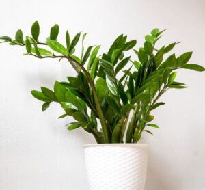 Zanzibar Gem Plant Zamioculcas zamiifolia