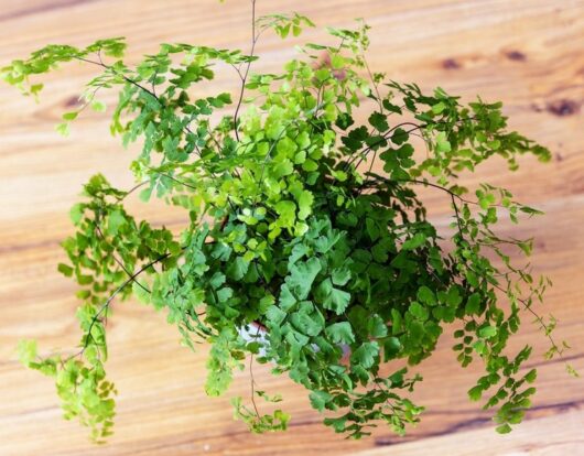 Adiantum 'Pacific Maid' Maidenhair Fern 4" Pot