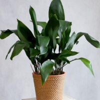 Aspidistra 'Cast Iron Plant' 8" Pot
