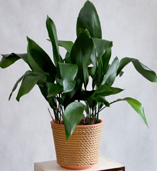 Aspidistra 'Cast Iron Plant' 8" Pot