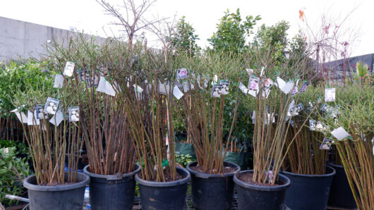 bare root roses standard roses hello hello plants