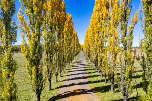 Populus 'Crows Nest' Poplar