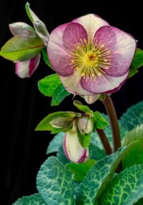 Helleborus Ice n Roses Rosado Hellebore flower