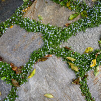 Pratia 'Blue Star Creeper' 3" Pot