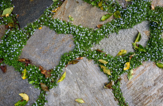 Pratia 'Blue Star Creeper' 6" Pot