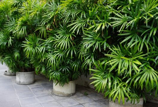 Lady Palm Rhapis excelsa pots