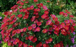 Red Baron Marguerite Daisy Argyranthemum frutescens