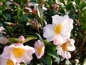 hhp camellia sasanqua pure silk