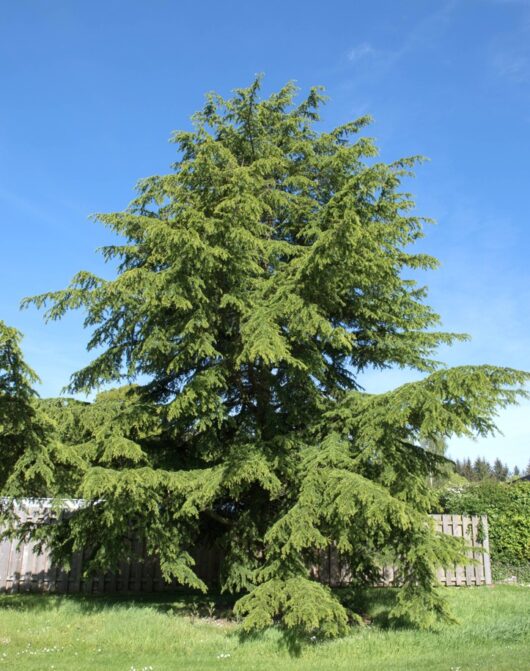 Cedrus atlantica 'Atlas Cedar'