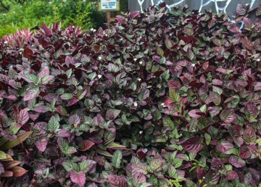 Hemigraphis 'Red Flame Ivy' 5" Pot
