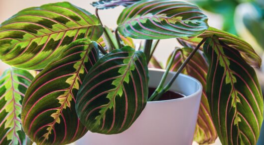 Maranta 'Red and Black Prayer Plant' 5" Pot