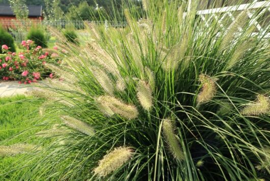 hello hello plants nursery melbourne australia melbourne australia Pennisetum alopecuroides 'Nafray' Swamp Foxtail Grass