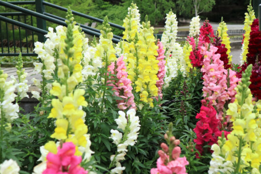 Snapdragon 'Mix' 4" Pot