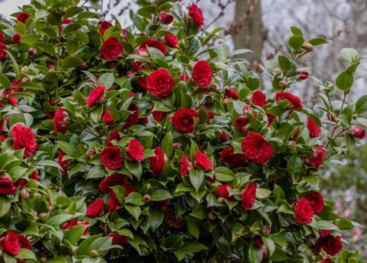 Camellia japonica 'Red Red Rose' 6" Pot