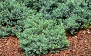 juniperus horizontalis blue forest creeping conifer