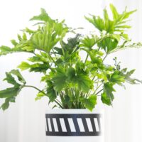 Philodendron 'Hope' 8" Pot