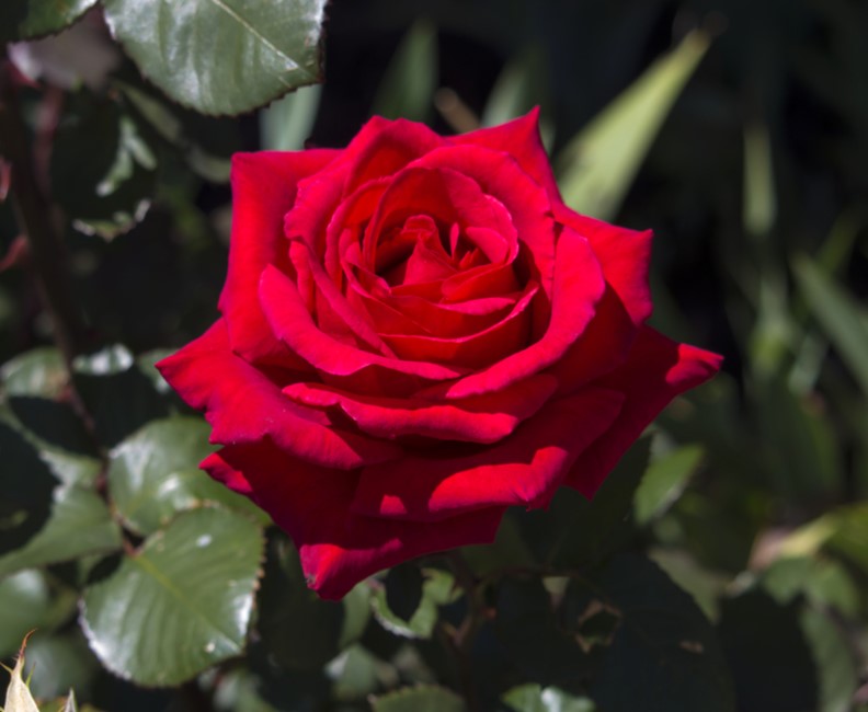 red rose camp david hybrid tea rose