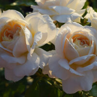 champagne rose hybrid tea creamy coloured roses champagner
